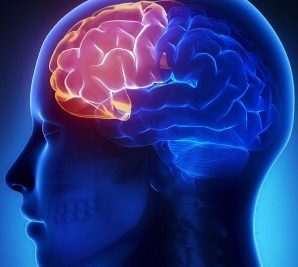 สมองส่วนหน้า Frontal-lobe